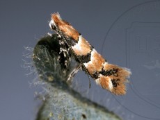 Phyllonorycter trifasciella_имаго_латерально